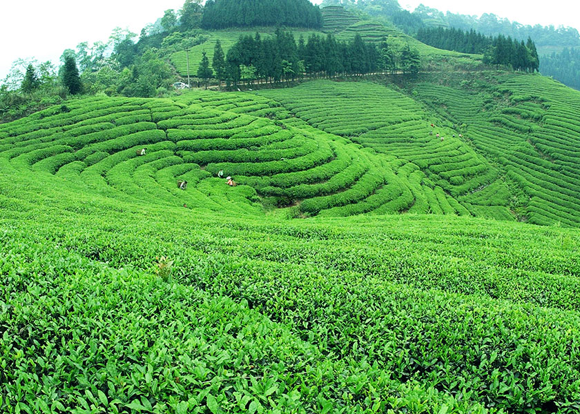 湖北白茶厂家