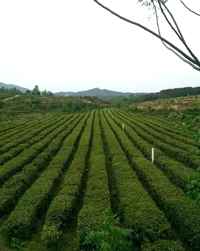 湖北绿茶厂家