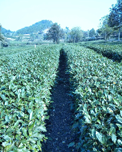 湖北绿茶厂家